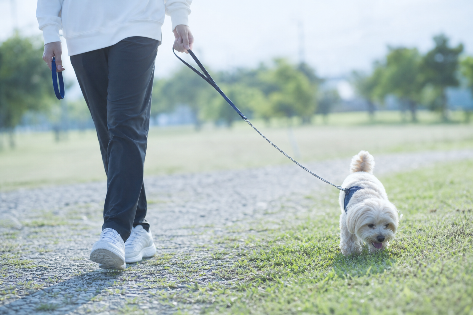 散歩中の「ウンチ袋どうする問題」を軽くする。犬用フンキャッチャー【運キャッチ】の使いどころ
